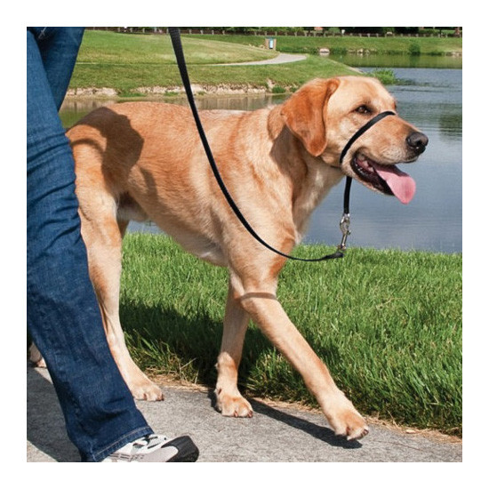 Imagen de Easy walk collar de manejo para perros   negro mediano